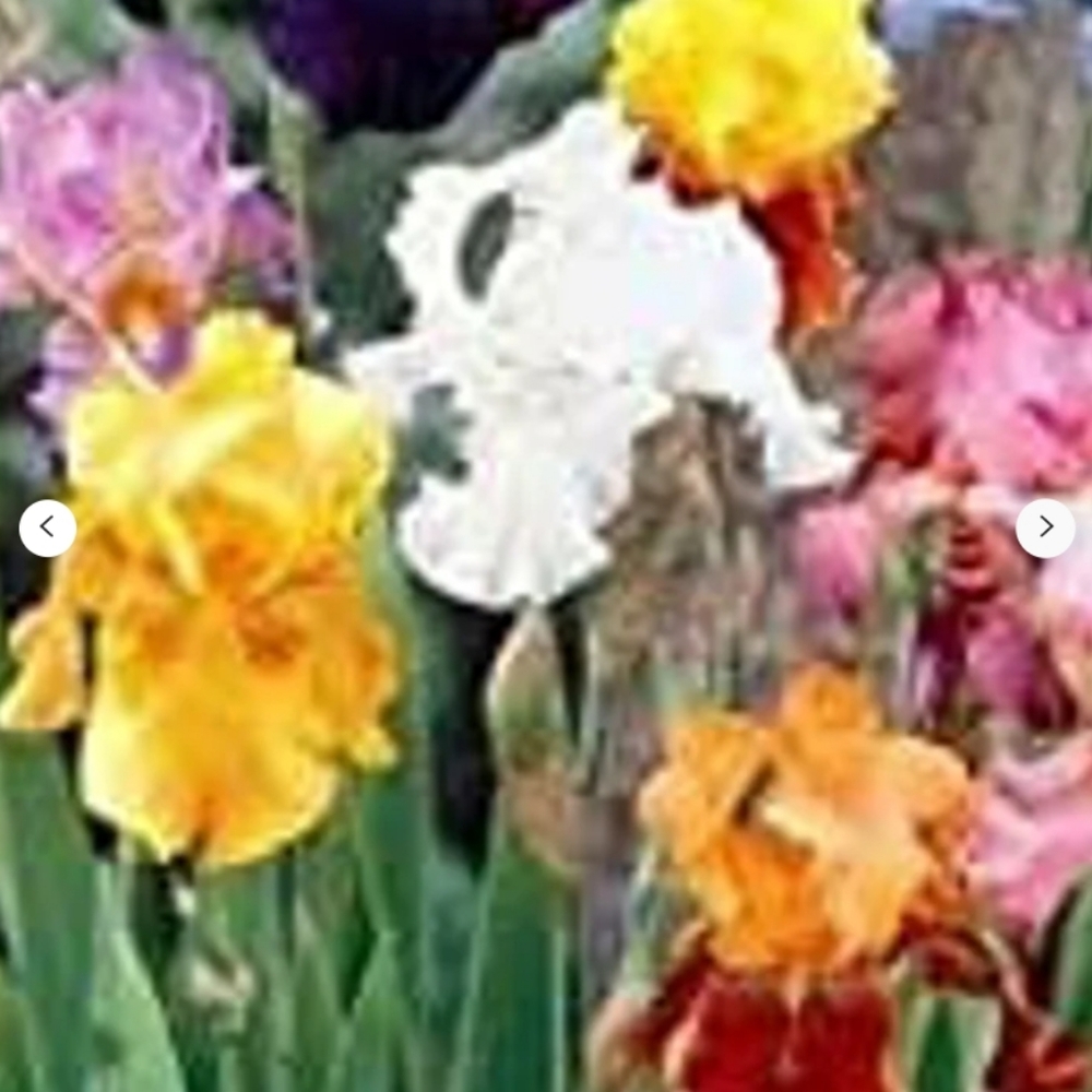 6 Beautiful big mixed iris bulbs, bare root